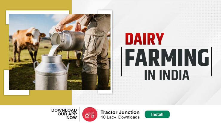 A Guide to Dairy Farming What You Need to Know