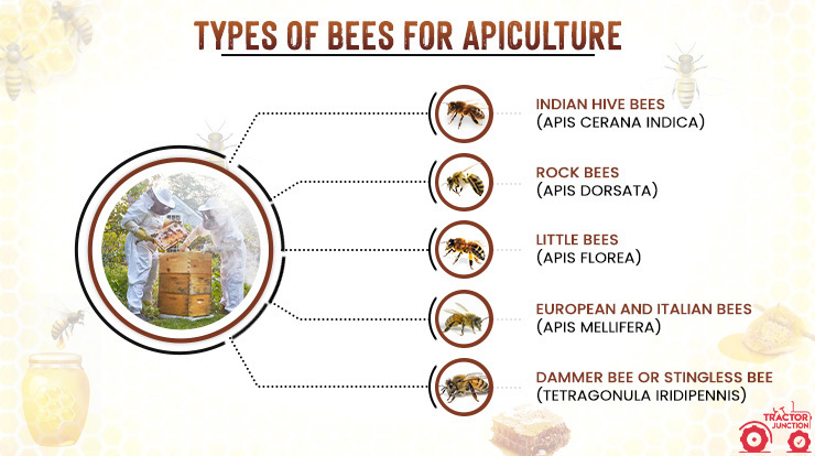 Types of Bees for Apiculture