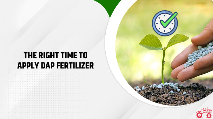The right time to apply DAP fertilizer