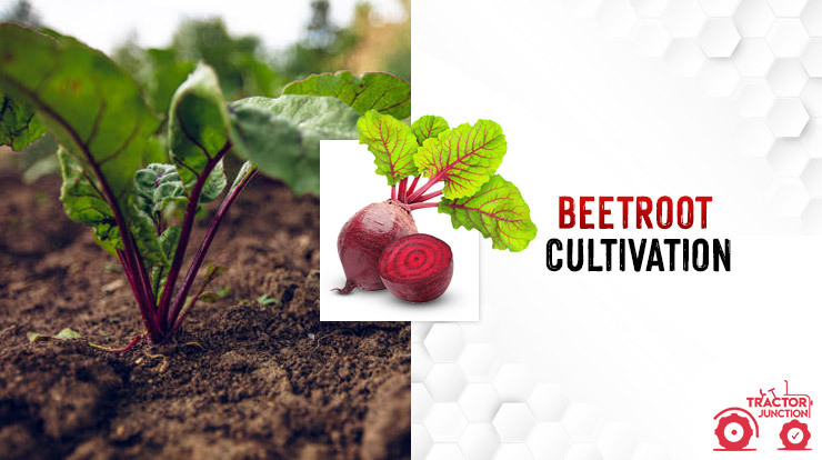 Beetroot Cultivation