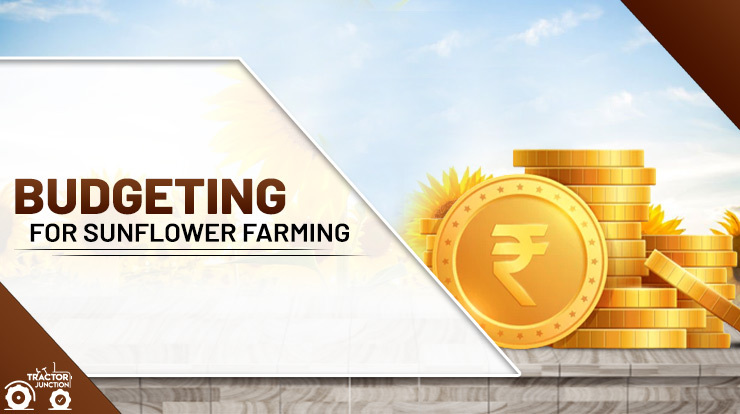 Budgeting for Sunflower Farming