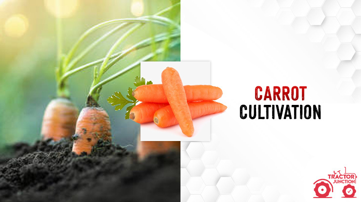 Carrot Cultivation