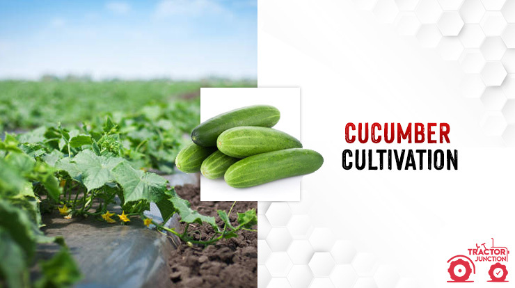 Cucumber Cultivation