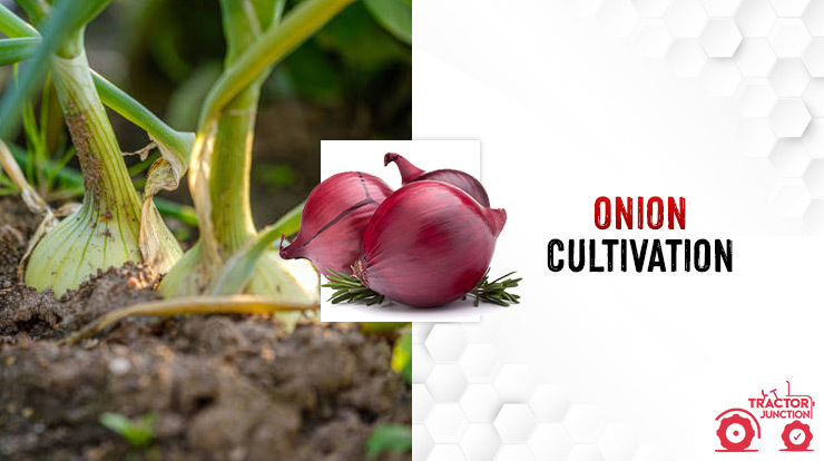 Onion Cultivation