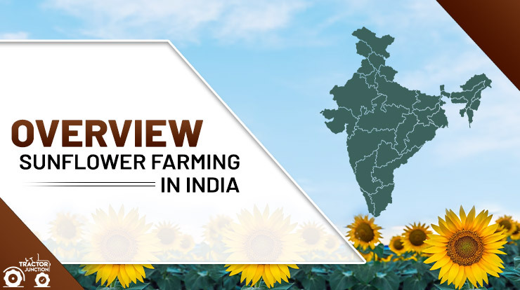 Sunflower Farming in India