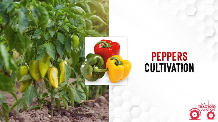 Peppers Cultivation