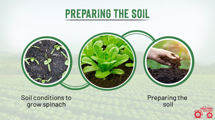 Prepare the soil