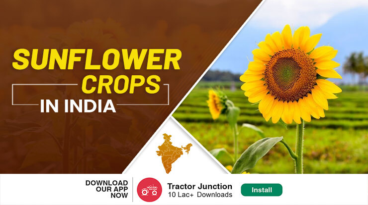 Sunflower Crops in India