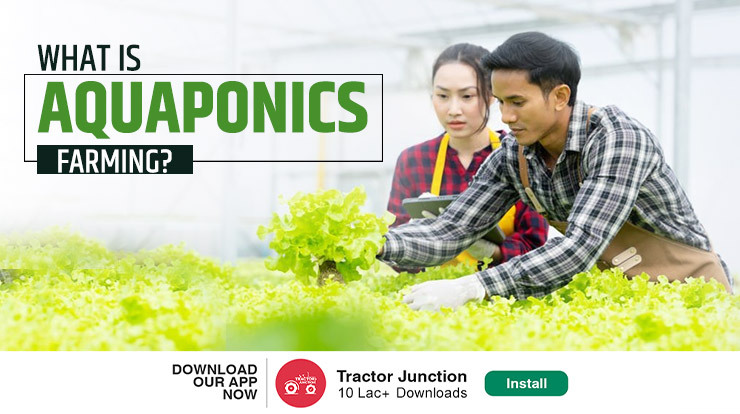 Aquaponic Farming In India A Guide Towards Sustainability