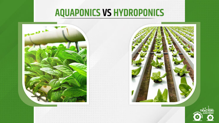 Aquaponics VS Hydroponics