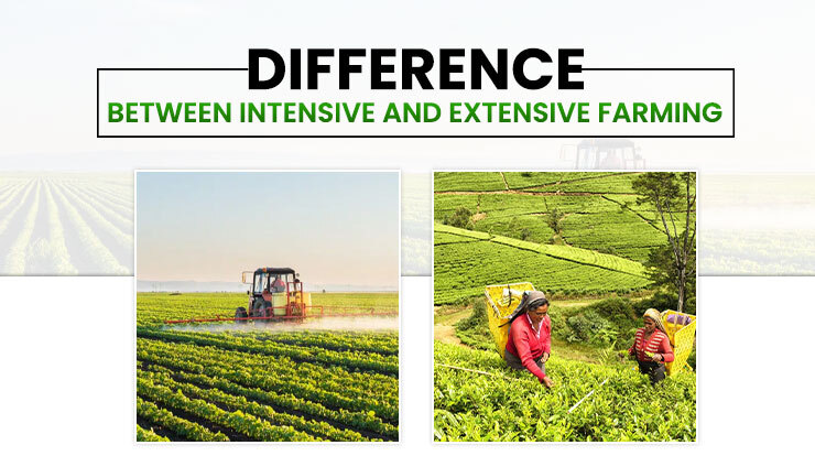 extensive farming vs intensive farming
