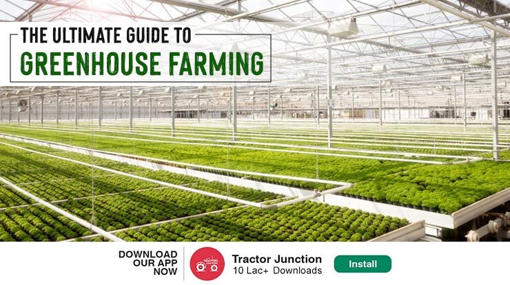 How to Grow More with Less The Ultimate Guide to Greenhouse Farming