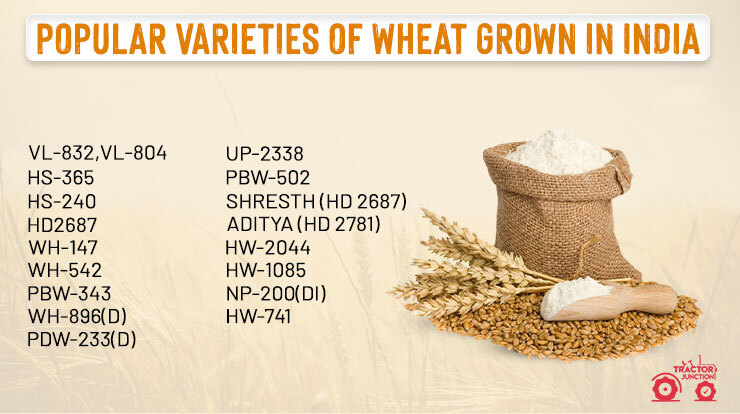 Popular Varieties of Wheat Grown in India