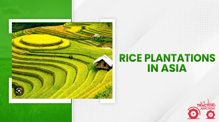 Rice plantations in Asia