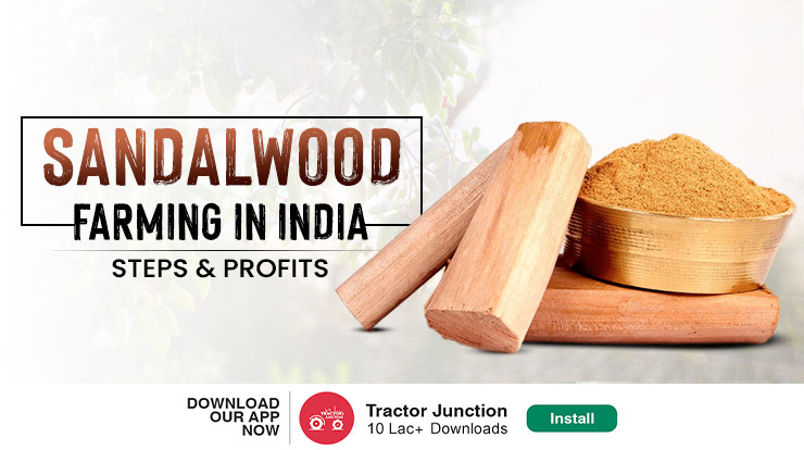 Sandalwood-Farming-in-India