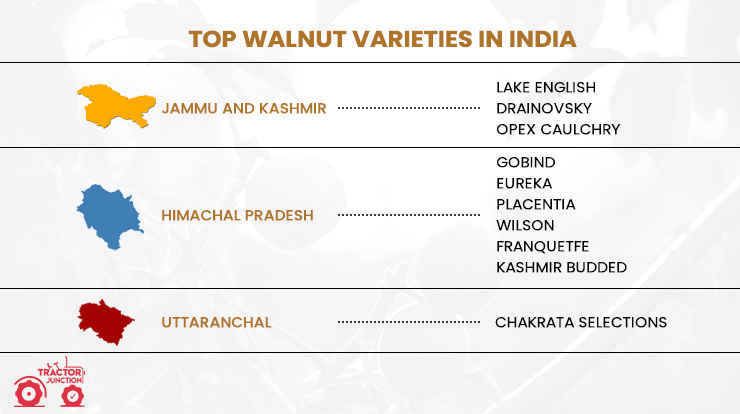 Top Walnut Varieties in IndiaTop Walnut Varieties in India