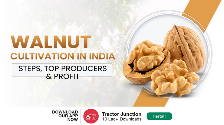 Walnut Farming in India - Growing Tips & Popular Varieties