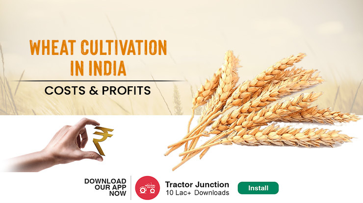 Wheat Farming in India - Steps, Cost & Profit Explained