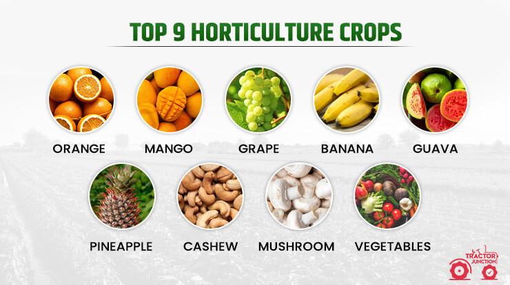 Top 9 Horticulture Crops 