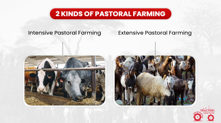 2 Kinds of Pastoral Farming 