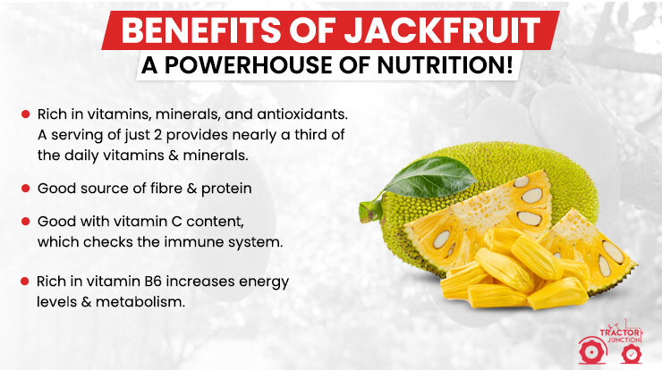 Benefits of Jackfruit - A Powerhouse of Nutrition!