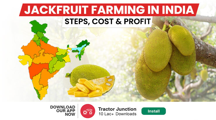 Guide to Jackfruit Farming - Steps, Costs & Profits to Expect