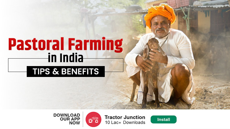 Pastoral Farming in India - Tips & Benefits