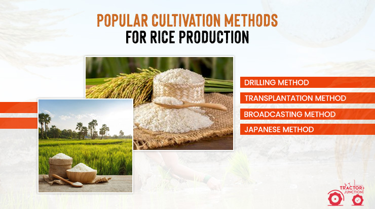 Popular Cultivation Methods for Rice Production
