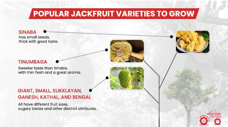 Popular Jackfruit Varieties to Grow