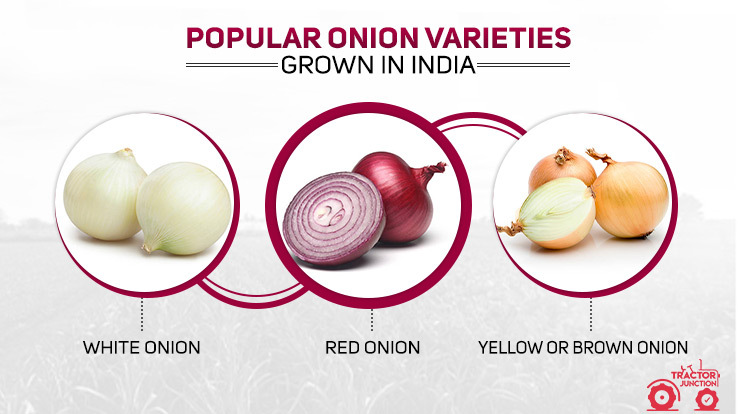 Popular Onion Varieties Grown in India