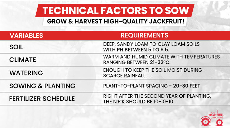 Technical Factors to Sow, Grow & Harvest High-Quality Jackfruit!
