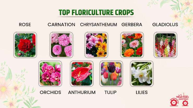 Top Floriculture Crops 