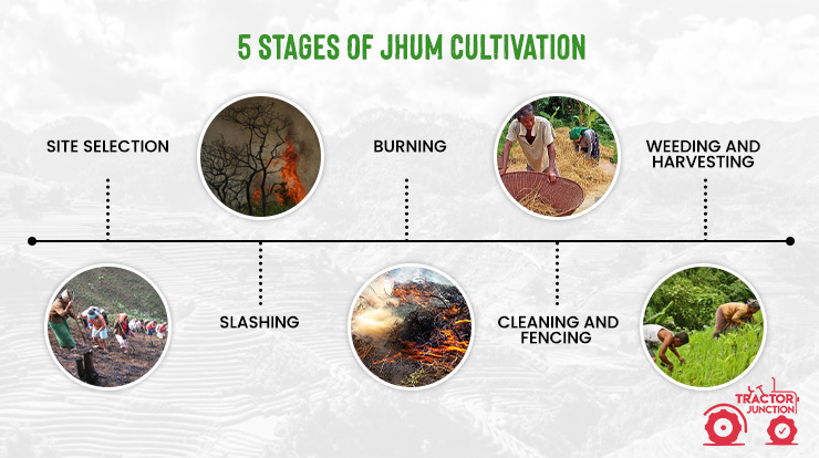 5 stages of Jhum Cultivation