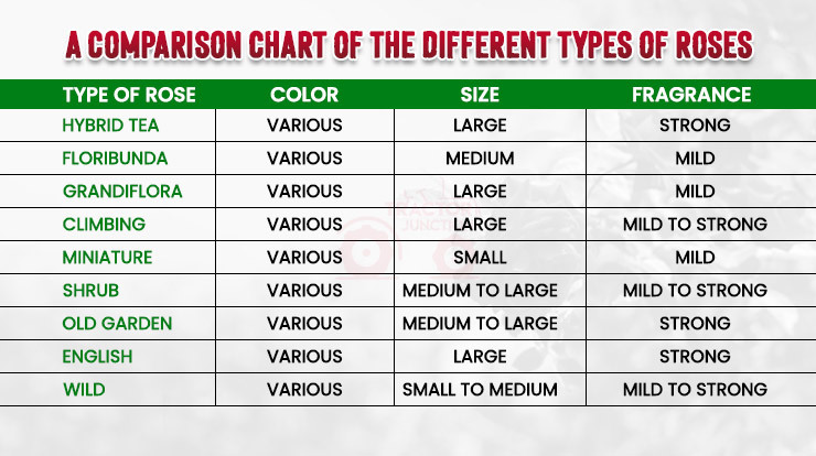 comparison of different types of roses 