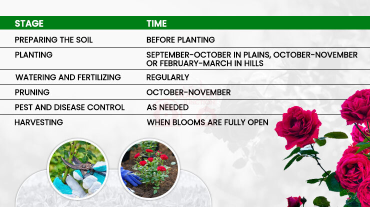Soil Conditions for Growing Roses