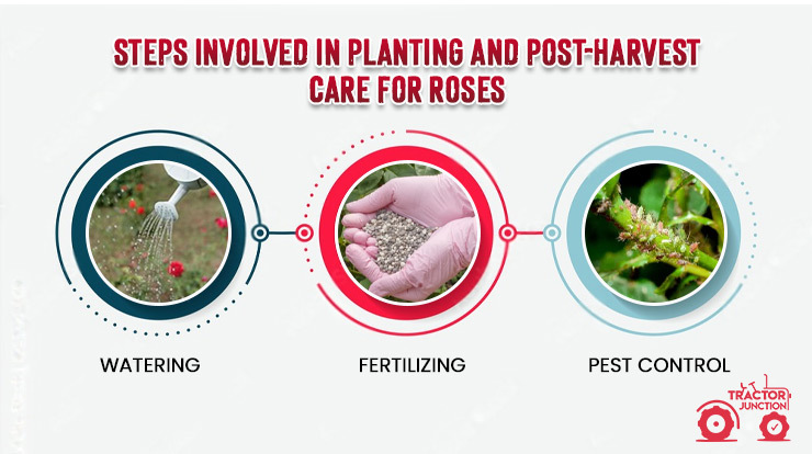 planting and post-harvest care for roses