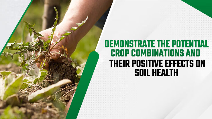 Demonstrate the potential crop combinations and their positive effects on soil health