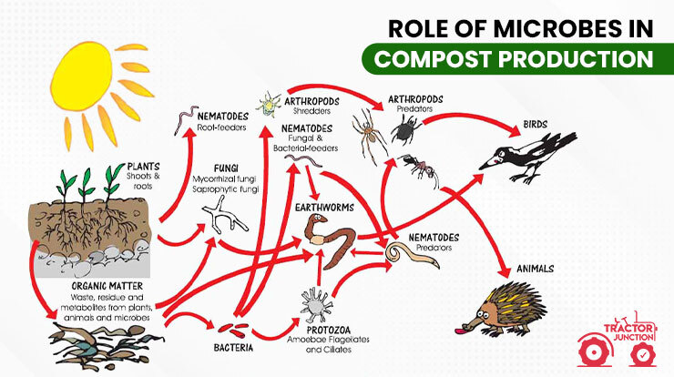 Role Of Microbes In Compost Production