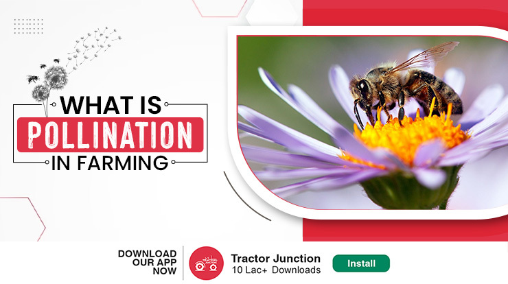 Benefits of Pollination in Indian Agriculture Leading To Higher Productivity