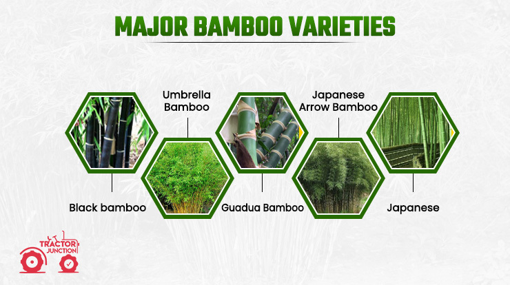 Major Bamboo Varieties