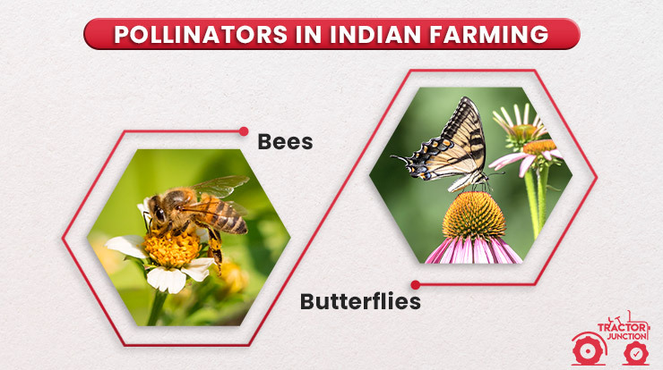 Pollinators in Indian farming