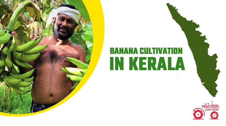 Banana cultivation in Kerala