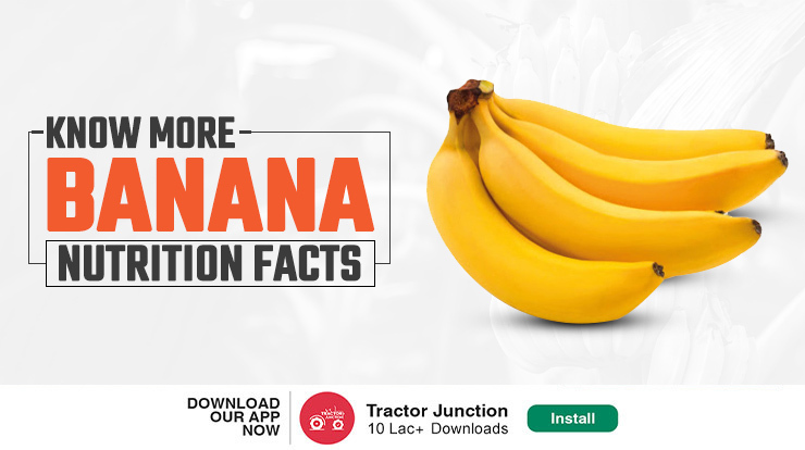 Banana Nutrition Facts, Cultivation and Farming - All You Need to Know