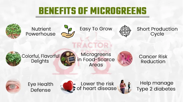 Benefits of Microgreens 