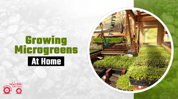 Growing Microgreens 