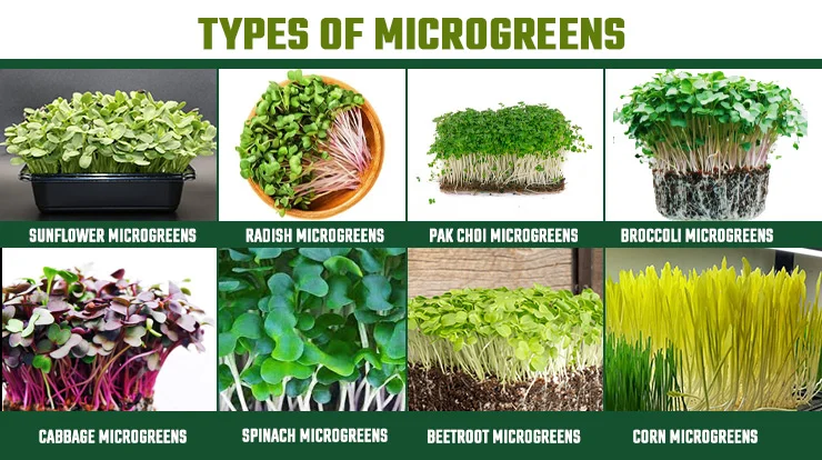 Types of Microgreens