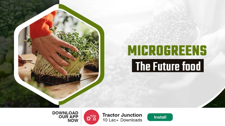 Microgreens- The Future of Food