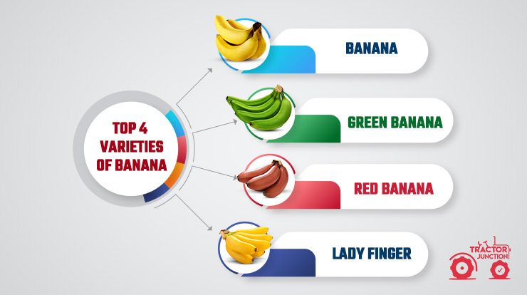 Top 4 Banana Varieties