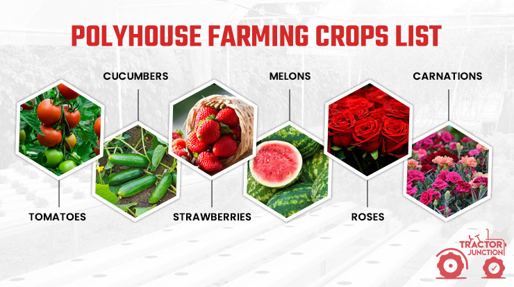 Polyhouse Farming Crops List 