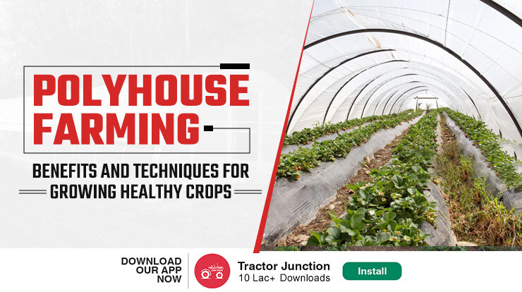 Polyhouse Farming: Benefits and Techniques for Growing Healthy Crops